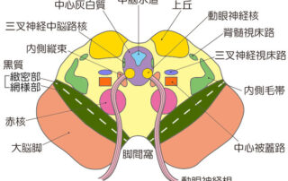 中脳の断面図|脳幹と神経の解説
