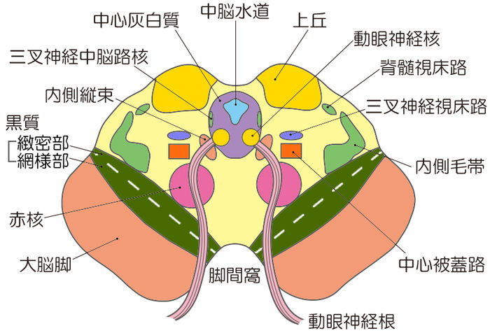 中脳の断面図｜脳幹と神経の解説